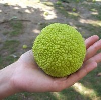 dettaglio di infruttescenza di maclura pomifera