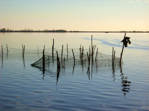 Cogolli per la piccola pesca nella Laguna di Grado - © Arpa FVG