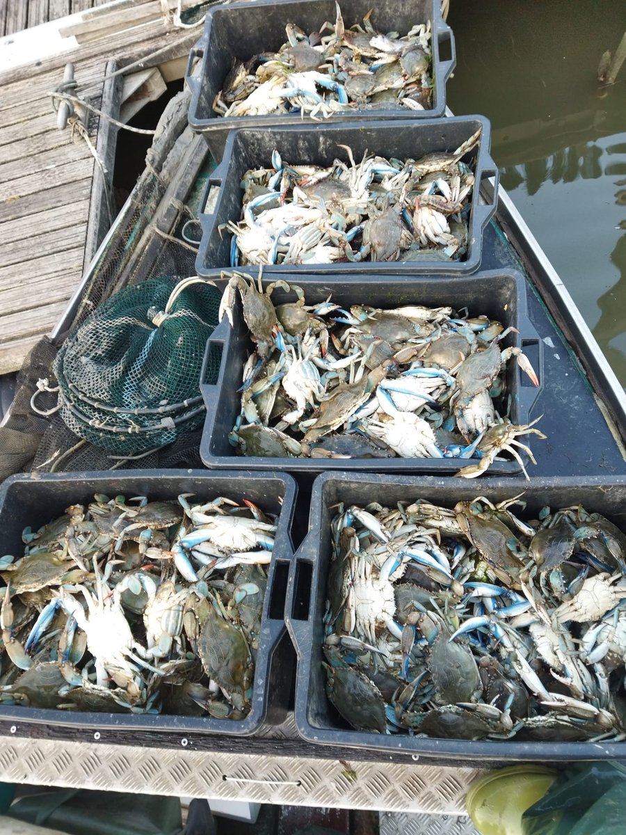 estate 2023 - laguna di marano: pescato giornalier...