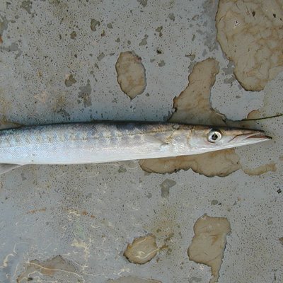 cattura a strascico con volantina di un luccio di ...
