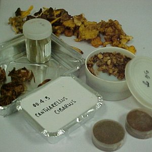 preparazione funghi di importazione