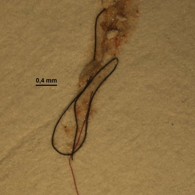 immagine contenuta nella pagina: microplastiche - classificazione e metodologia di monitoraggio