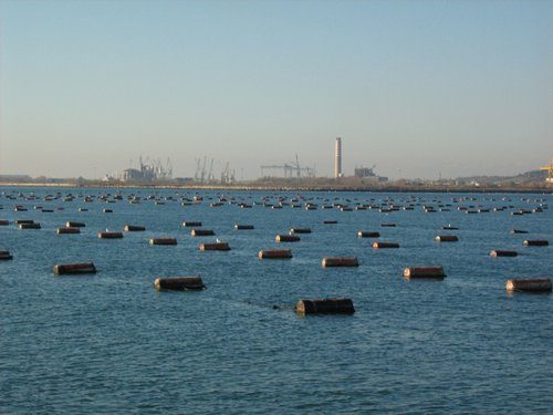 Impianto di mitilicolture nel Golfo di Trieste - © Arpa FVG