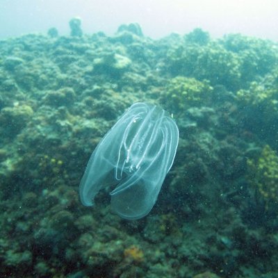 noce di mare