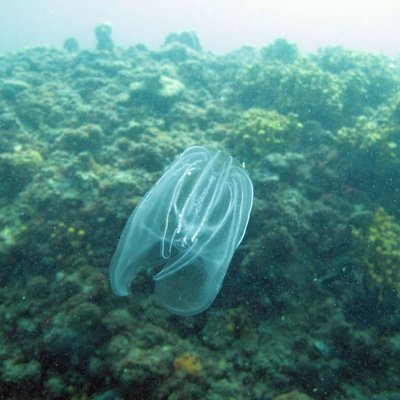 mnemiopsis leidyi o noce di mare - © l. faresi