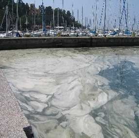 immagine anteprima per l'approfondimento: mucillagini, schiume galleggianti: è veramente mare spo...