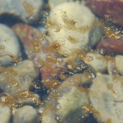 immagine contenuta nella pagina: ostreopsis ovata: un'alga da conoscere