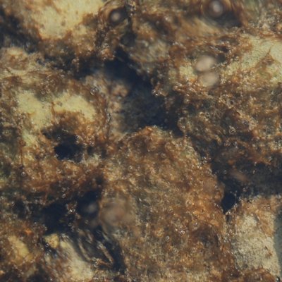 immagine contenuta nella pagina: ostreopsis ovata: un'alga da conoscere