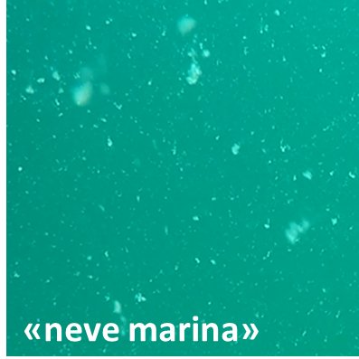 immagine della neve marina in colonna d'acqua ripr...