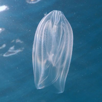 la noce di mare (mnemiopsis leidyi), una specie al...