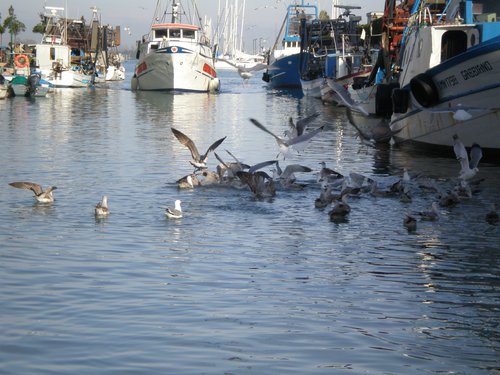 Grado: porto canale dei pescherecci - © Arpa FVG