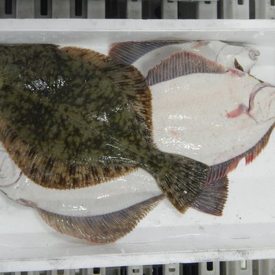 passera di mare (platichthys flesus): specie a ind...
