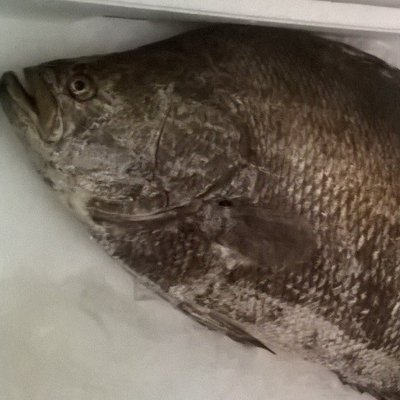 pesce foglia (lobotes surinamensis) catturato nell...