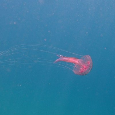 pelagia noctiluca - © l. faresi