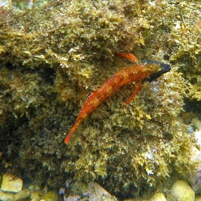 peperoncino rosso, trypterigide - foto di massimo ...