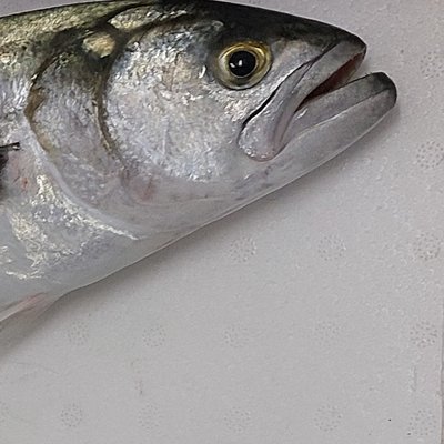 pesce serra (pomatomus saltatrix): specie un tempo...