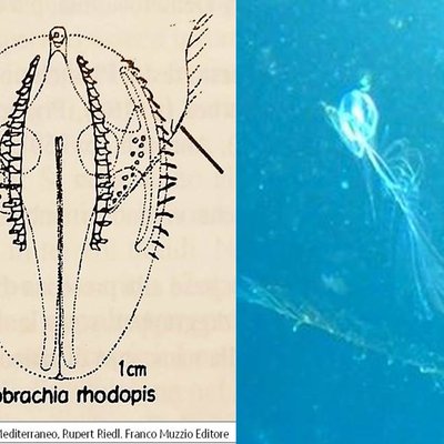 immagine contenuta nella pagina: bollettino sullo "stato oceanografico ed ecologico del golfo di ...