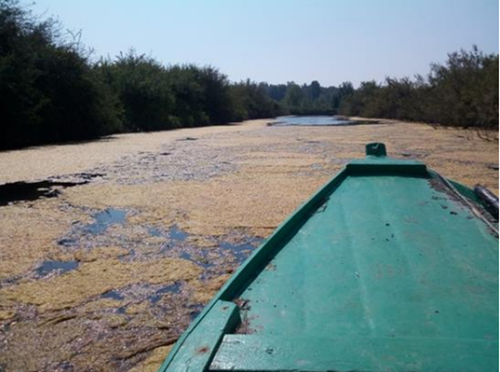 Proliferazione di Chaetomorpha sp. in Valle Cavanata durante il periodo estivo.