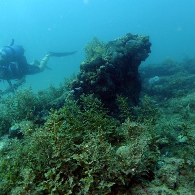 sargassum (alga bruna) - © foto stefano caressa