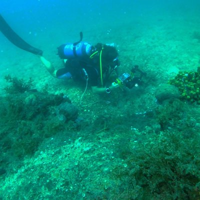 sargassum (alga bruna) - © foto stefano caressa