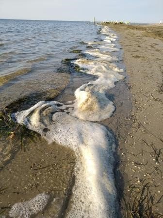 schiume spiaggiate sul lungomare di grado. estate ...