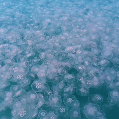 Aurelia sp.p. o medusa a quadrifoglio - © A. Marchesi