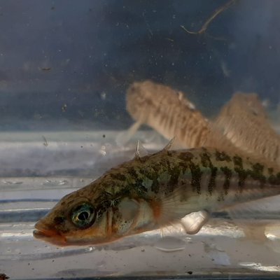 immagine contenuta nella pagina: monitoraggio dei fiumi 2026: al via i campionamenti ittici nei c...