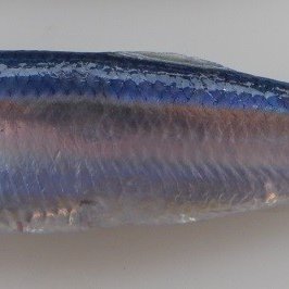 spratto o papalina (sprattus sprattus): specie a i...