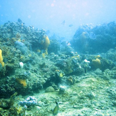 esemplari di sarago fasciato (diplodus vulgaris) i...