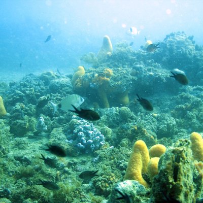 esemplari di castagnola (chromis chromis) in pross...