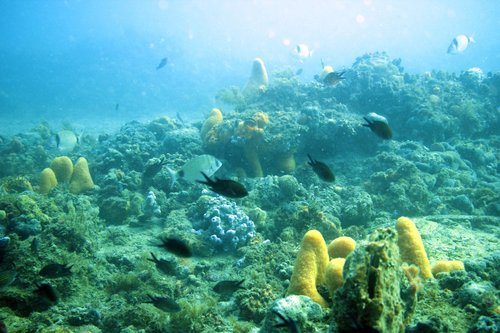 Esemplari di castagnola (Chromis chromis) in prossimità di un grébeno © Foto Lisa Faresi - Arpa FVG