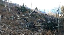 alberi abbattuti dalla tempesta vaia