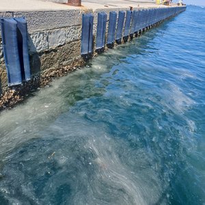 immagine anteprima per la notizia: mucillagini nelle acque del golfo di trieste: fioritura di una...