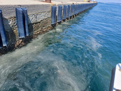 Mucillagini nel Golfo di Trieste