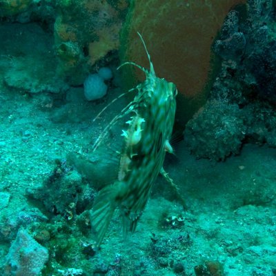 zeus faber (pesce san pietro) - © foto lisa faresi...