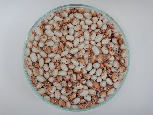 Fagiolo di Paularo (immagine tratta da https://bagav.uniud.it/)