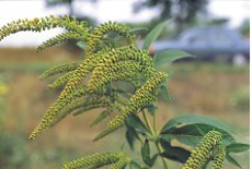 ambrosia artemisiifolia