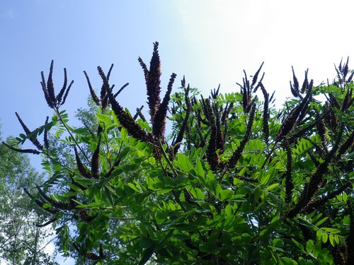 Amorpha fruticosa. PH: Stefano Fabian