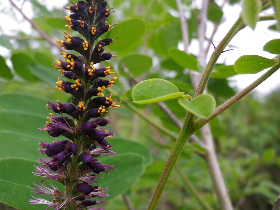 immagine contenuta nella pagina: le specie aliene (ragazzi)