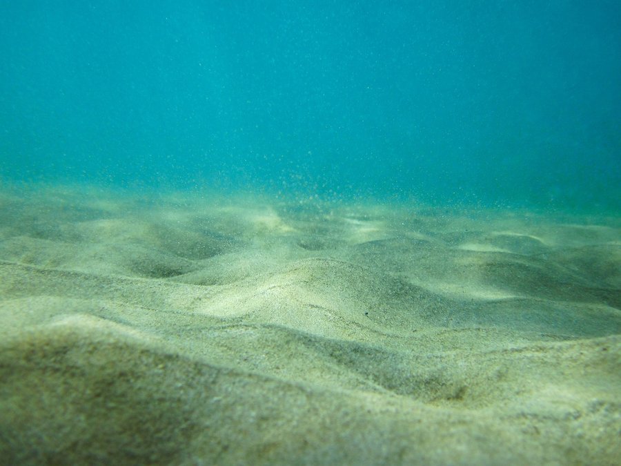 immagine contenuta nella pagina: la complessità degli ambienti marini