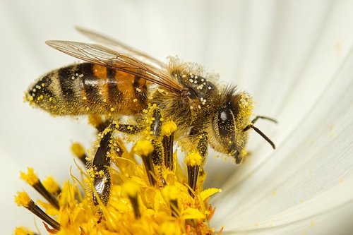 bee-PIX