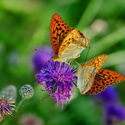 Natura e Servizi Ecosistemici