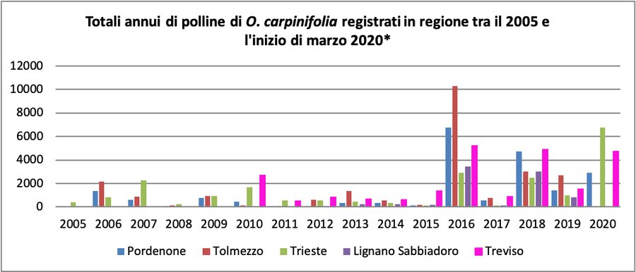 Figura 1: Totale annuo di polline di carpino nero dal 2005 al 2020