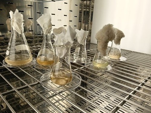 Colture algali in incubazione