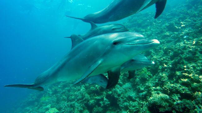 immagine principale articolo: ascoltare il mare per proteggerlo