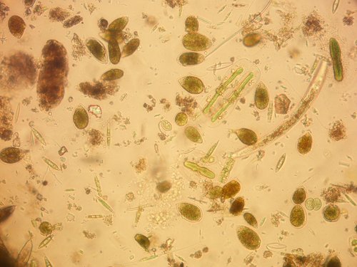 fioritura di Ostreopsis ovata