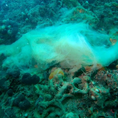 muco depositatosi sul fondale marino estate 2024 (...