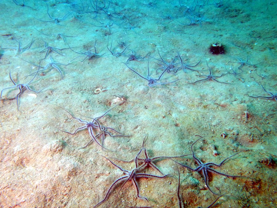 stelle serpentine su sedimento sabbioso-fangoso (f...