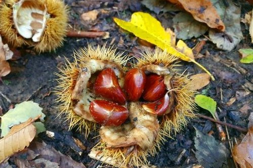 foto castagne x servizi ecosistemici