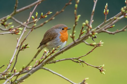 fotoblend-robin-9578746